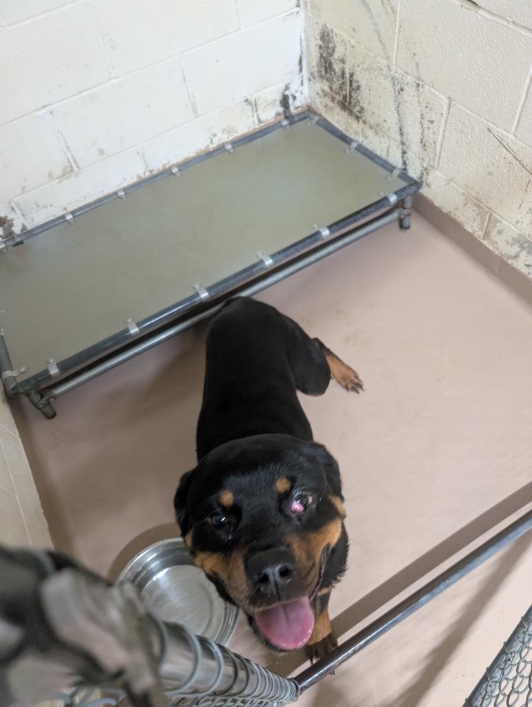 Tandy, Adoptable, Young Female Rottweiler.