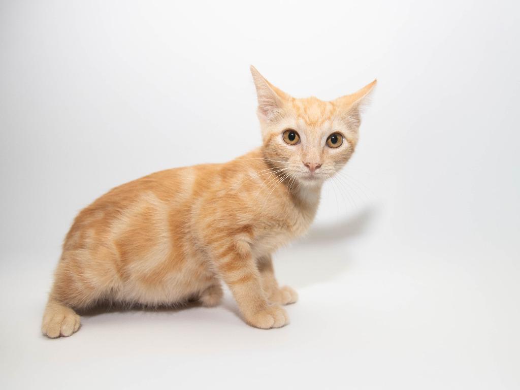 Anna, Adoptable, Kitten Female Domestic Short Hair.