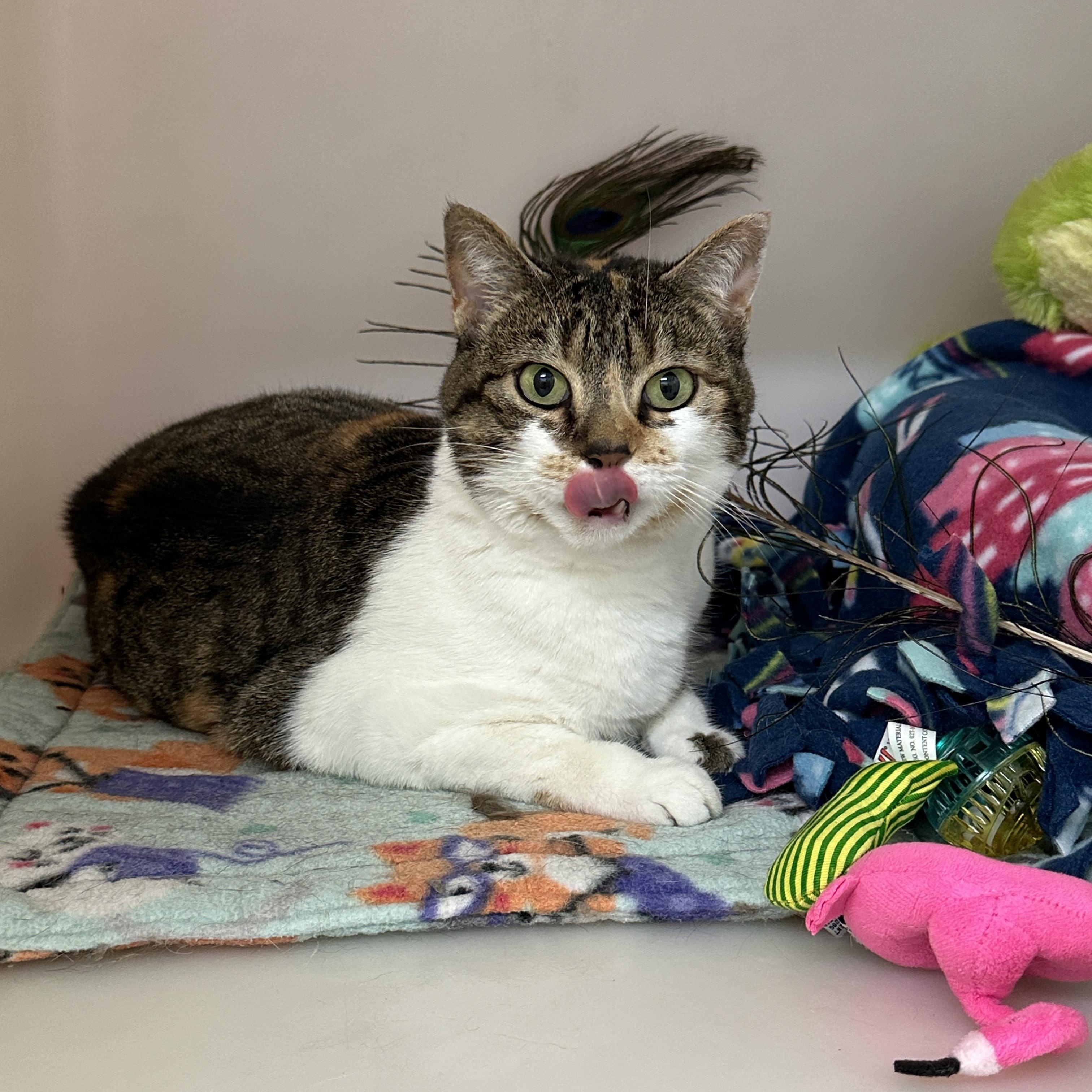 Enlarge Phoebe, an adopted mixed breed in Anchorage, AK image 3/5