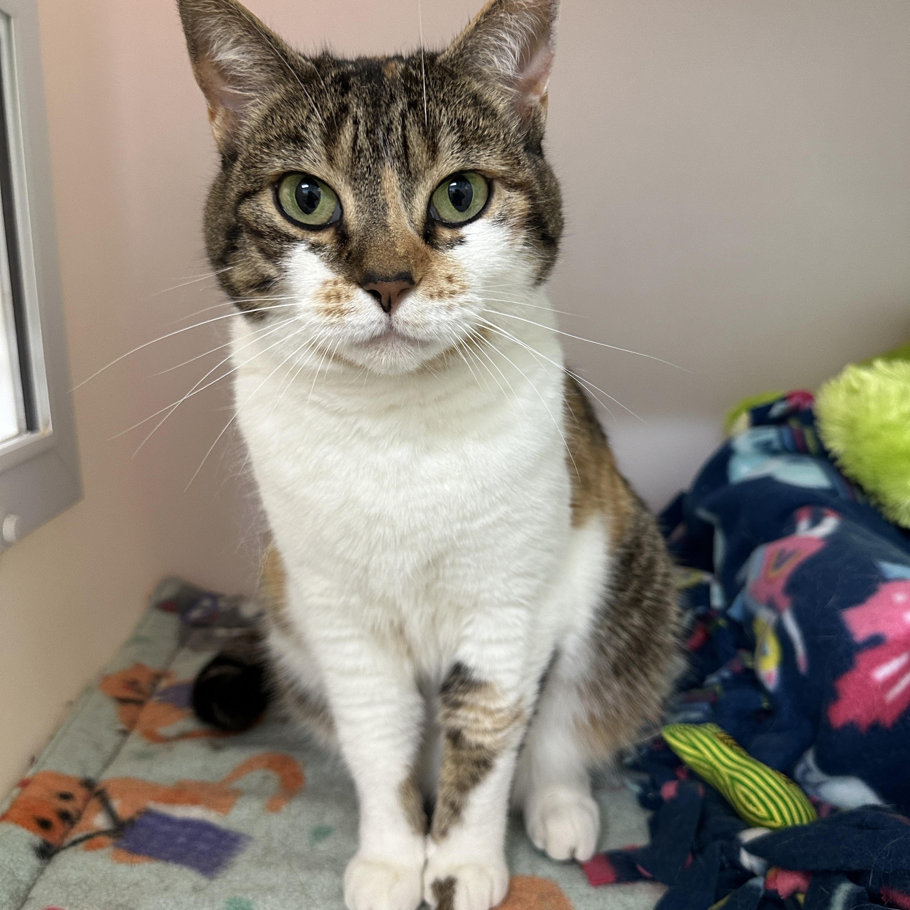 Enlarge Phoebe, an adopted mixed breed in Anchorage, AK image 2/5