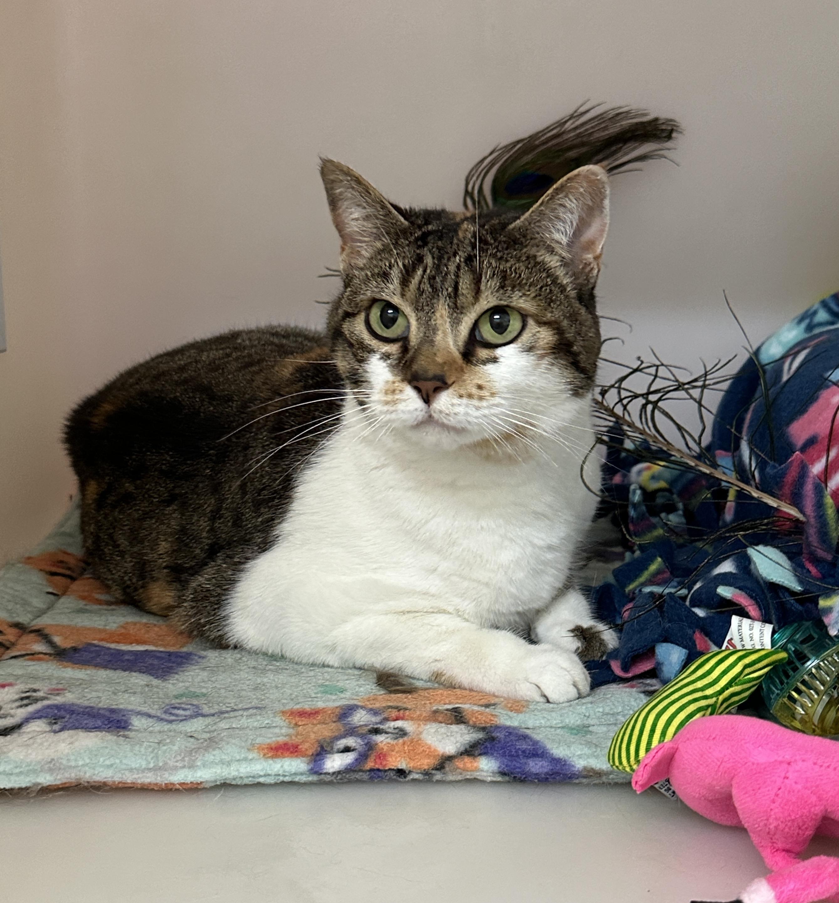 Phoebe, adopted, Adult Female Calico.
