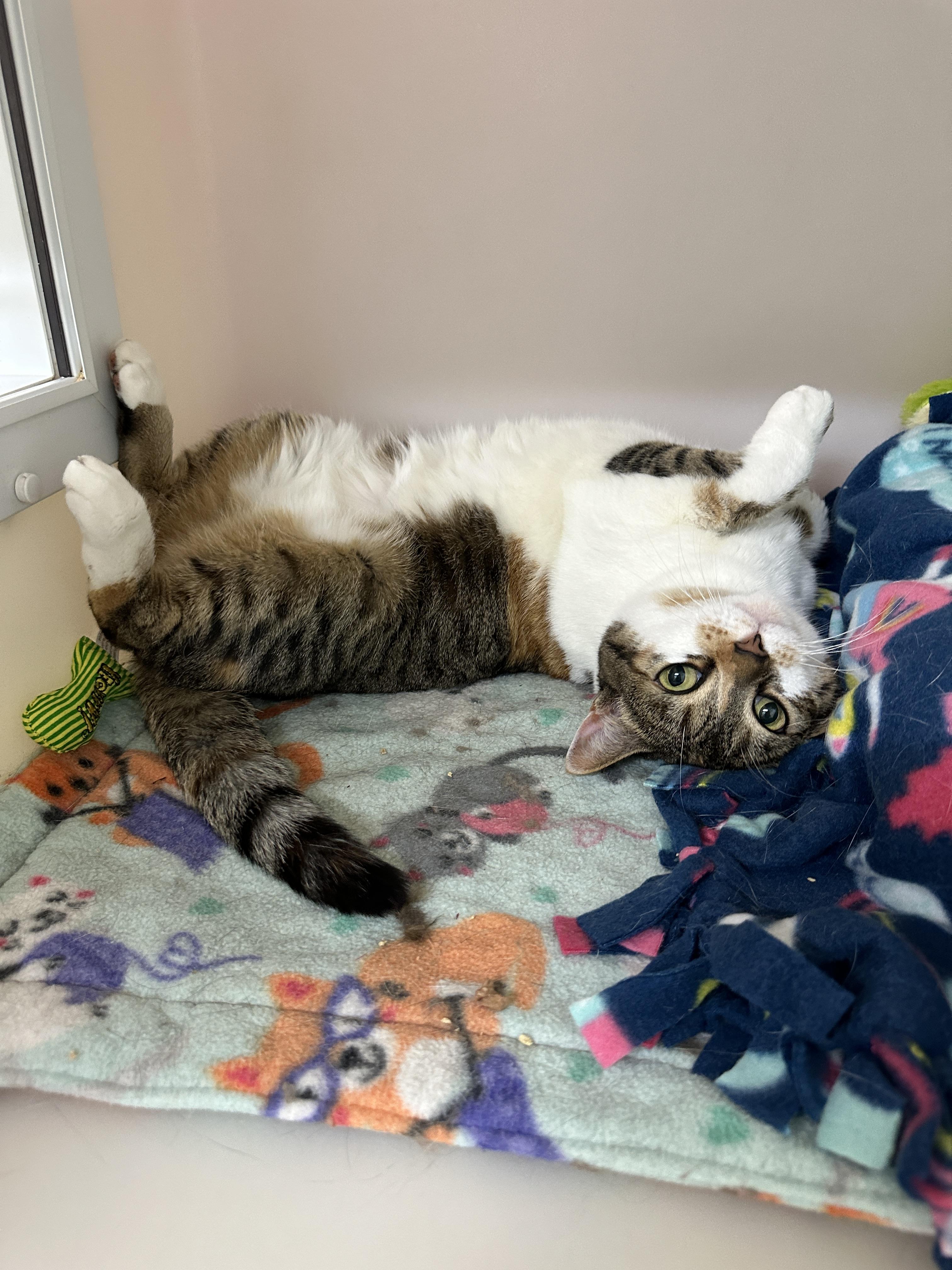 Enlarge Phoebe, an adopted mixed breed in Anchorage, AK image 5/5