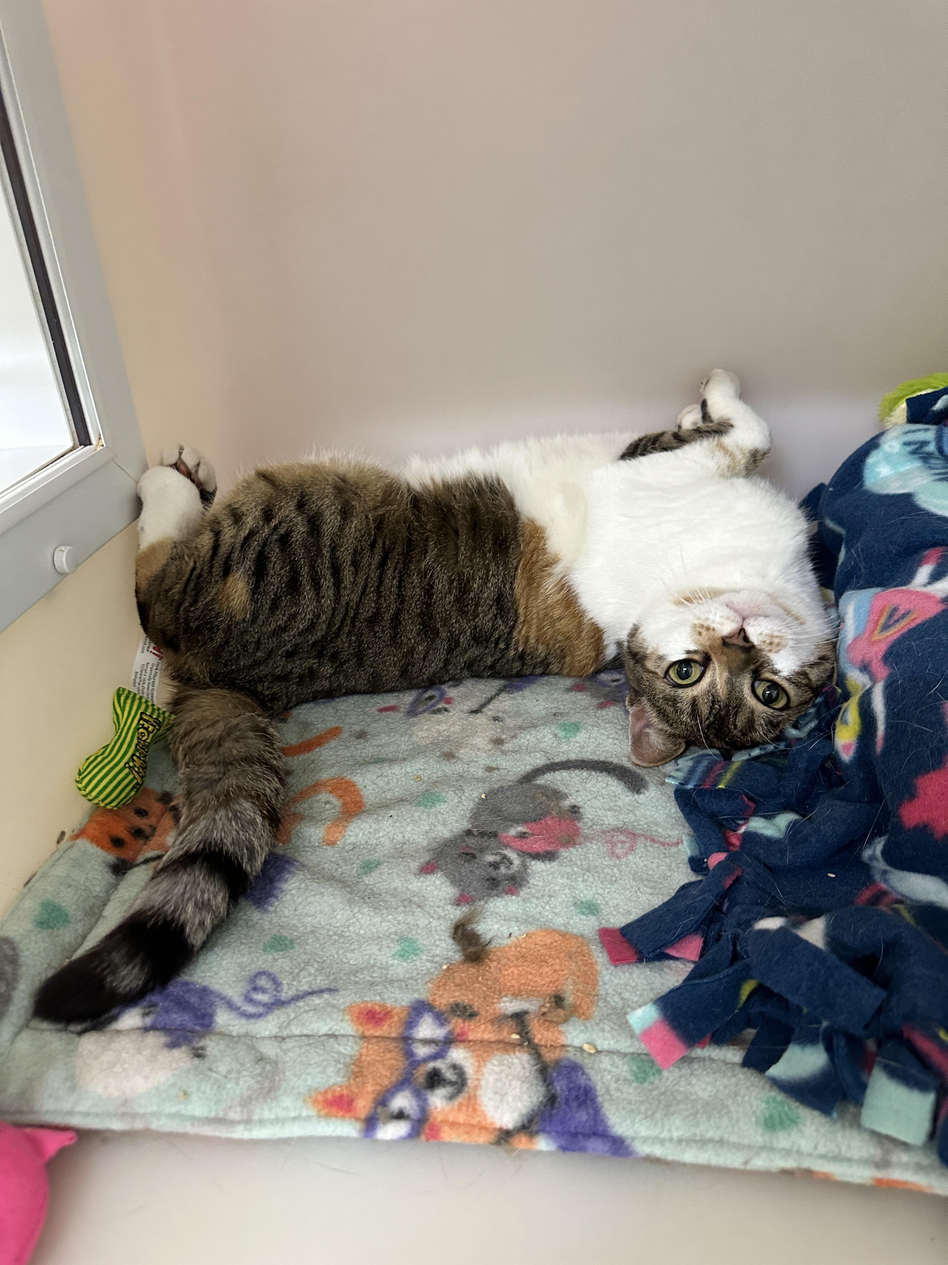 Enlarge Phoebe, an adopted mixed breed in Anchorage, AK image 4/5