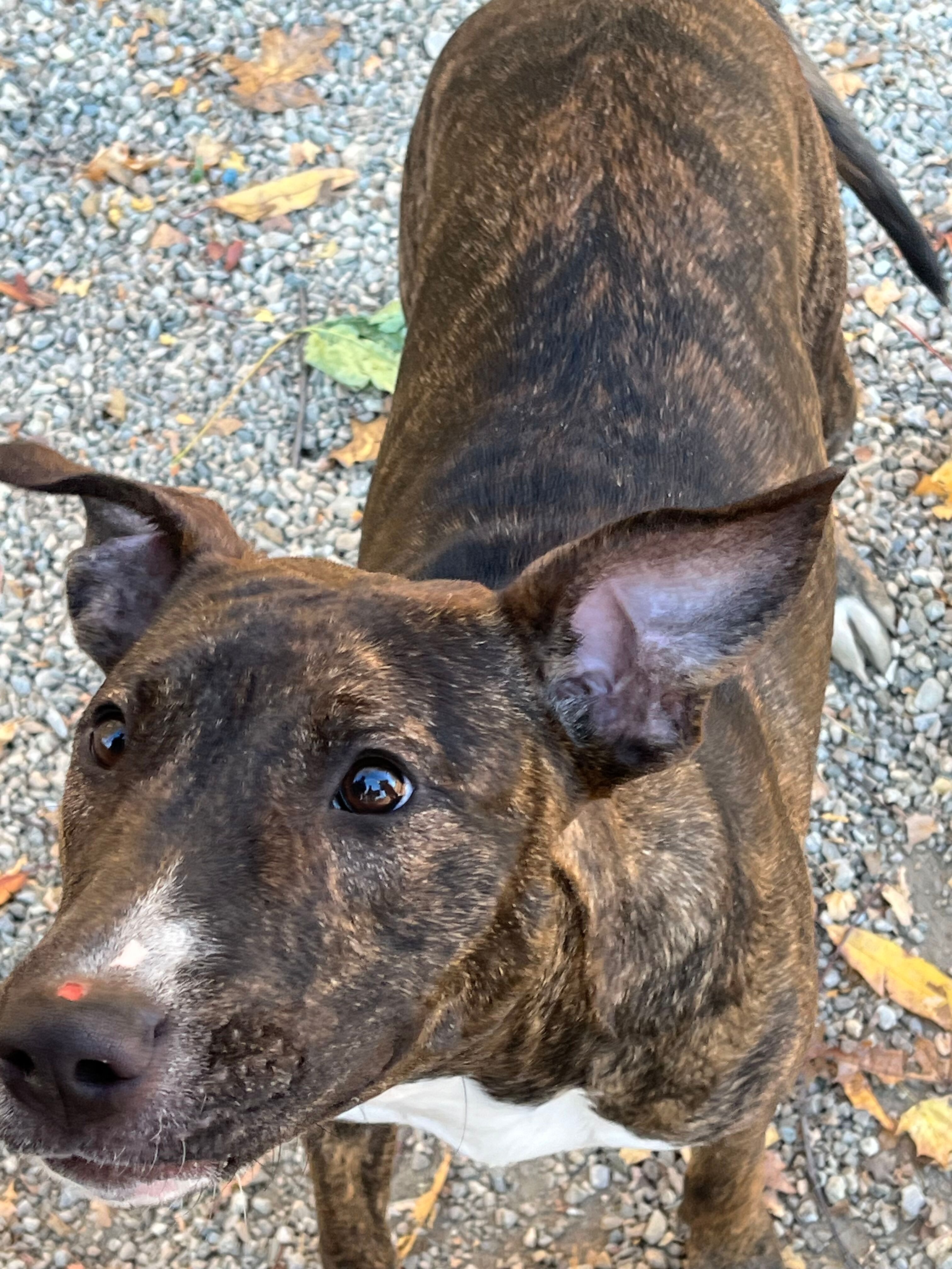 COURTESY POST FOR WASA: NORA, Adoptable, Young Female Bull Terrier.