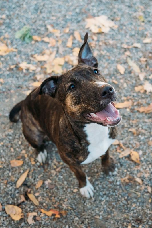 COURTESY POST FOR WASA: NORA, a Adoptable mixed breed in Westport, CT image 3/3