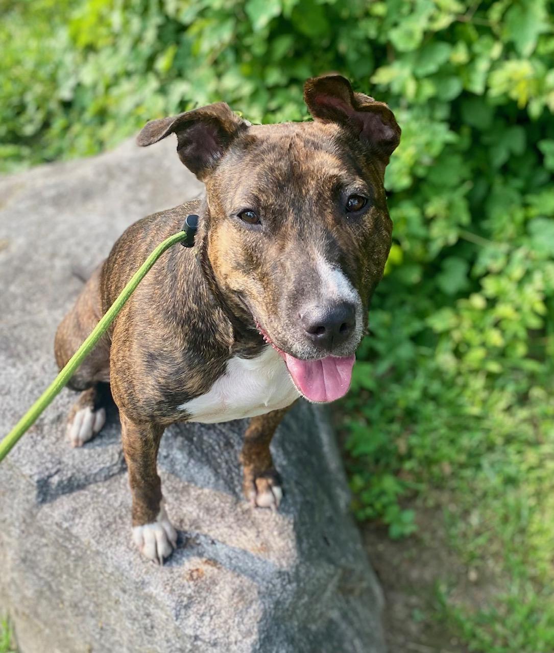 COURTESY POST FOR WASA:  NORA, Adoptable, Young Female Bull Terrier.