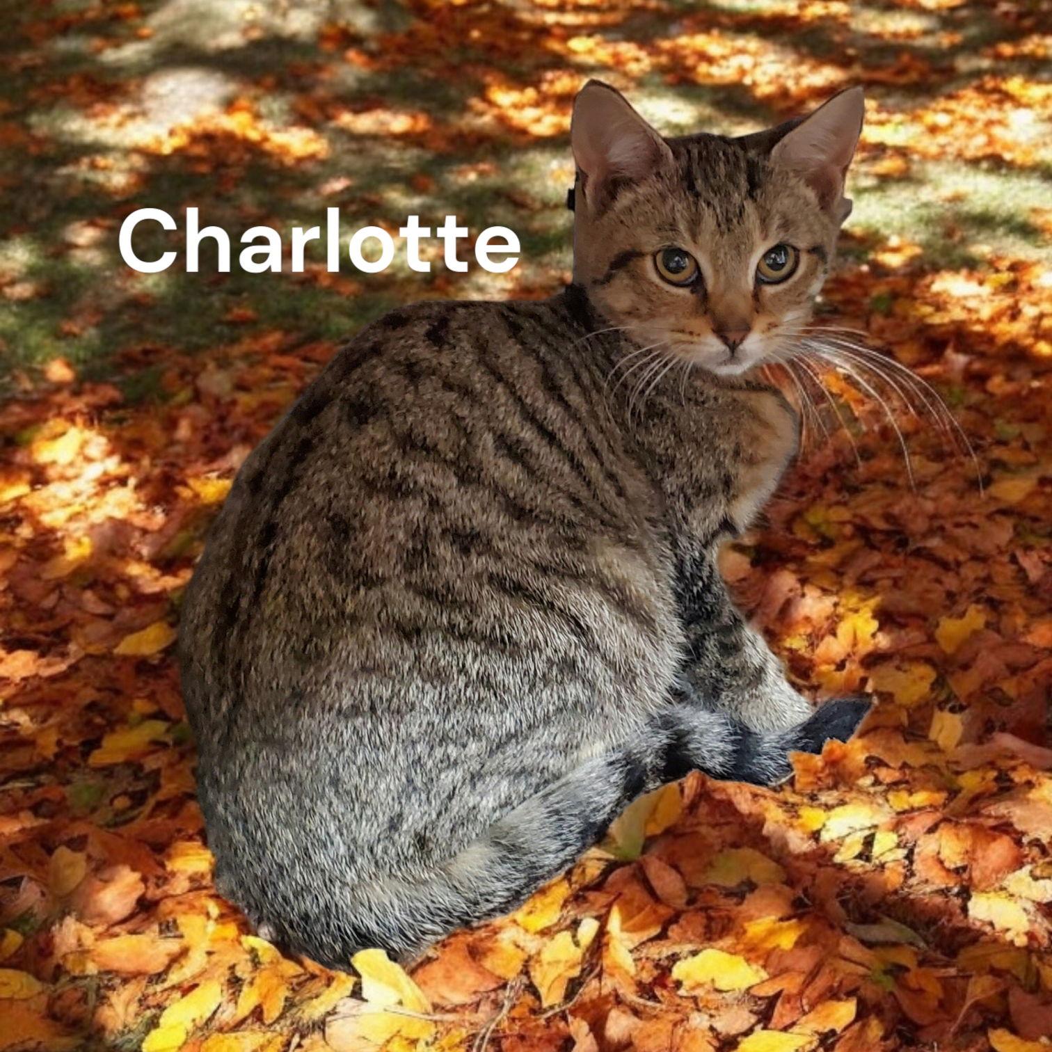 Charlotte, Adoptable, Adult Female Tabby.