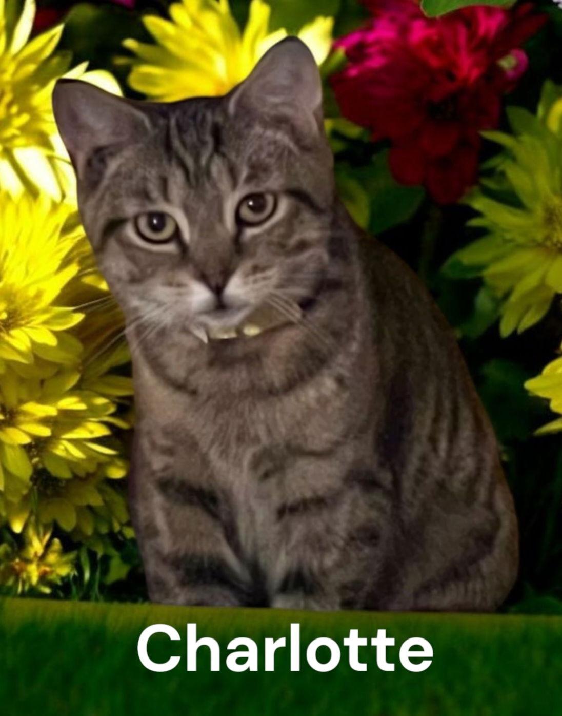 Enlarge Charlotte, a Adoptable Tabby in Weems, VA image 2/3