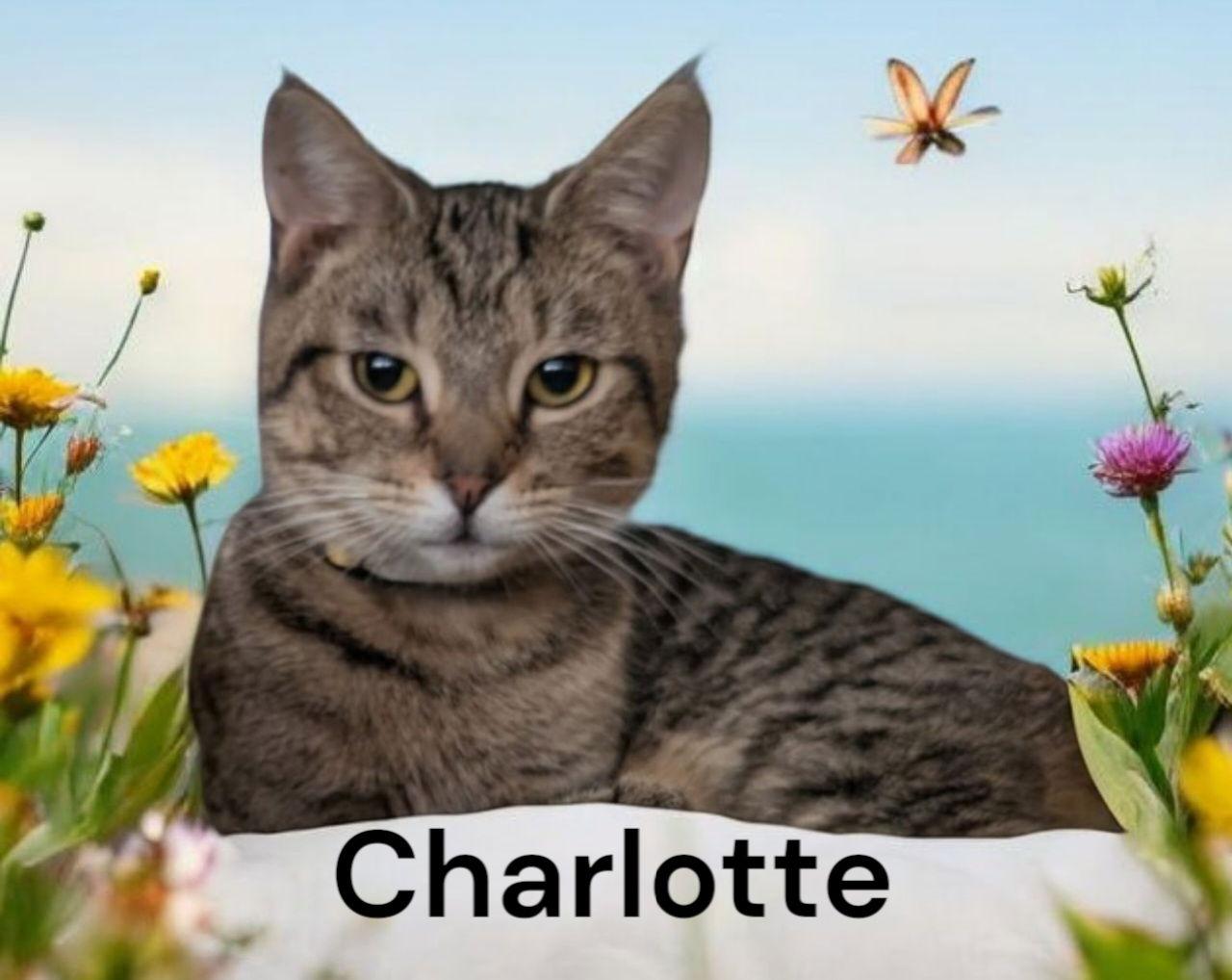 Enlarge Charlotte, a Adoptable Tabby in Weems, VA image 3/3