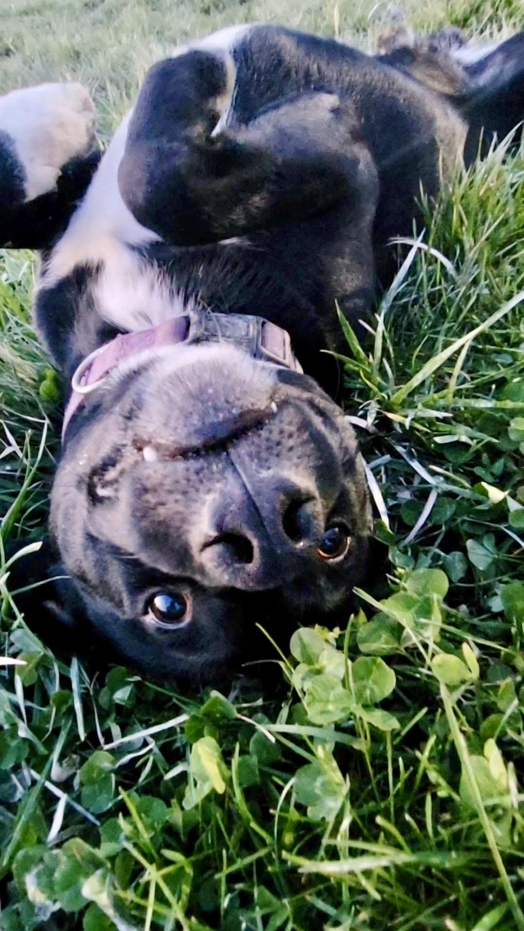 Razzmatazz, a ADOPTABLE Mixed Breed in Rock Hill, NY image 2/3