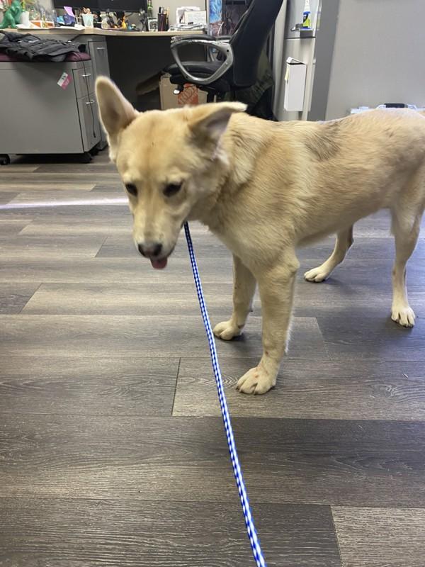 Sugar, Adoptable, Young Female Shepherd.