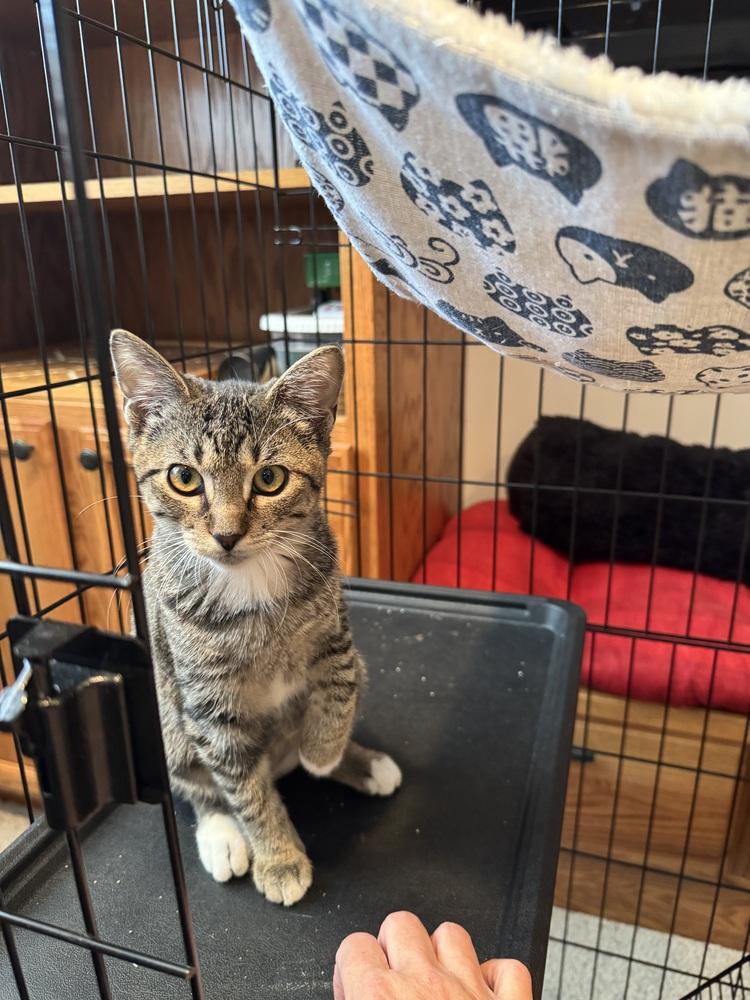 Turtle, Adoptable, Young Female Domestic Short Hair.