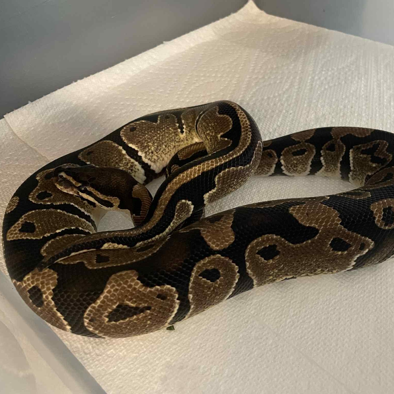 Wigeon, Adoptable, Young Unknown Ball Python.