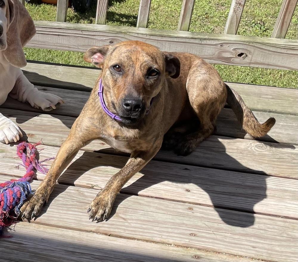 Toffee, Adoptable, Young Female Labrador Retriever & Mixed Breed.