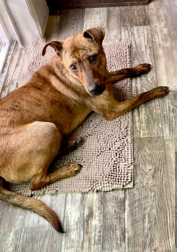 Toffee, Adoptable, Young Female Shepherd & Mixed Breed.