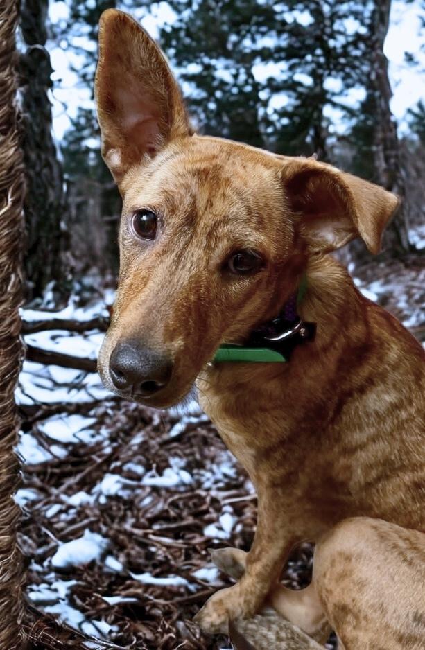 Enlarge Toffee, a Adoptable mixed breed in Middletown, CT image 1/3