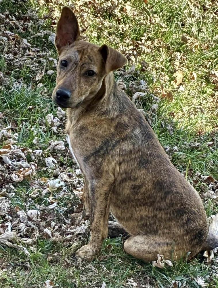 Enlarge Toffee, a Adoptable mixed breed in Middletown, CT image 1/3