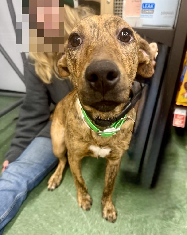 Enlarge Toffee, a Adoptable mixed breed in Middletown, CT image 2/3