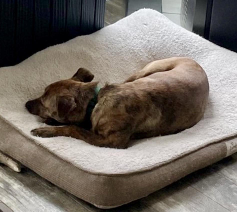 Toffee, a Adoptable mixed breed in Middletown, CT image 6/6