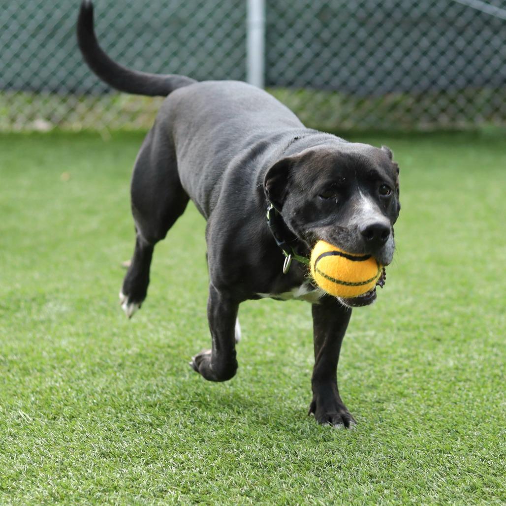 Riker James, Adoptable, Adult Male Black Labrador Retriever & Mixed Breed.