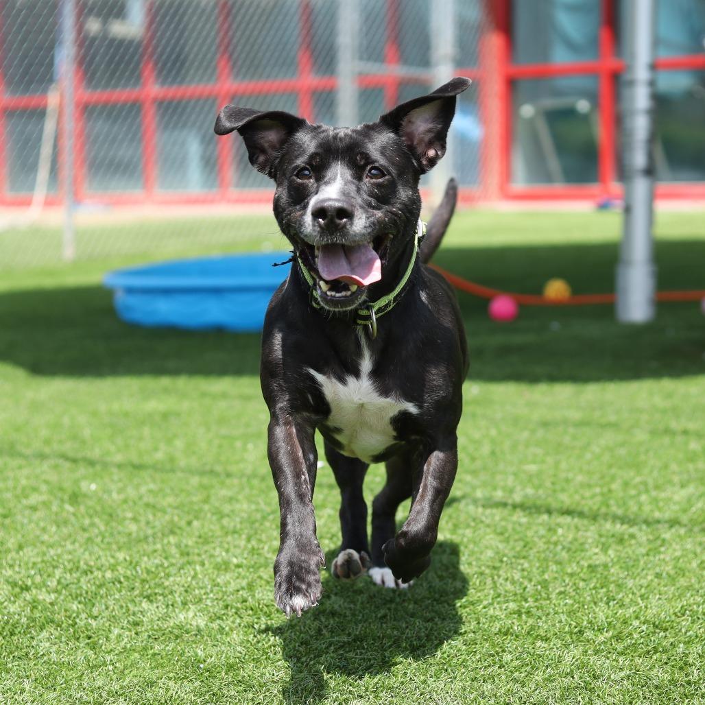 Enlarge Riker James, a Adoptable mixed breed in Evansville, IN image 2/6