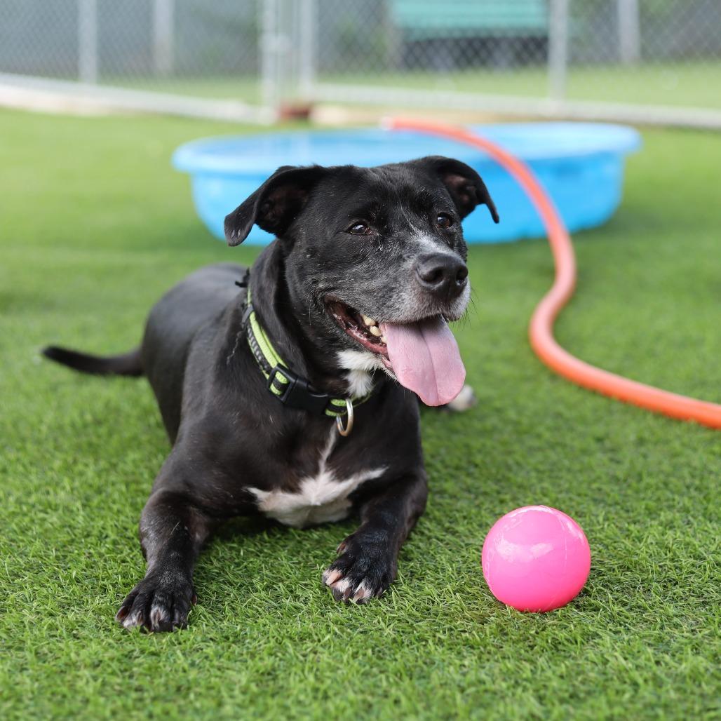 Enlarge Riker James, a Adoptable mixed breed in Evansville, IN image 3/6