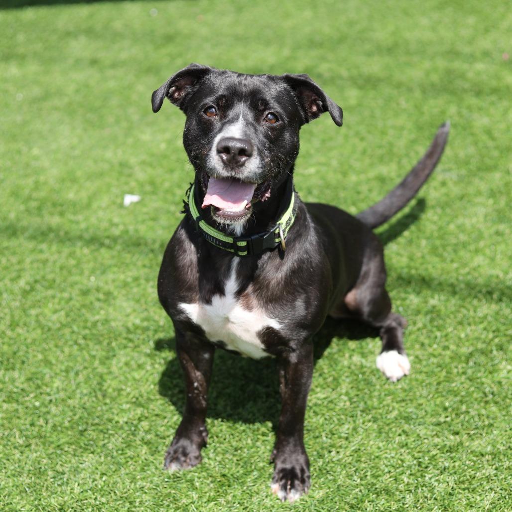 Enlarge Riker James, a Adoptable mixed breed in Evansville, IN image 4/6