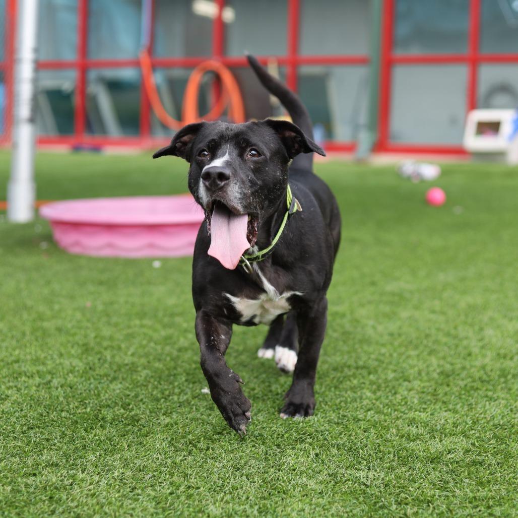 Enlarge Riker James, a Adoptable mixed breed in Evansville, IN image 5/6