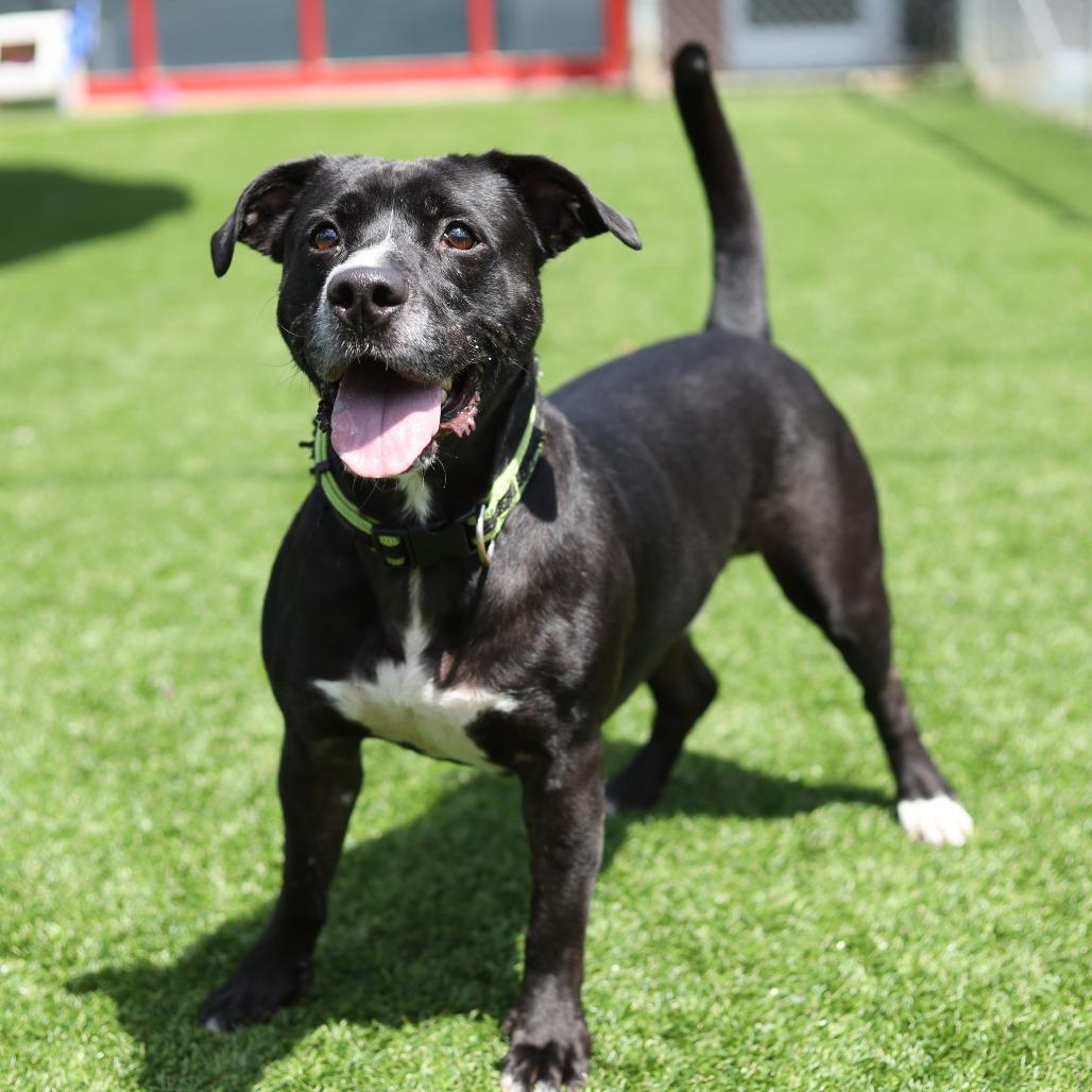 Enlarge Riker James, a Adoptable mixed breed in Evansville, IN image 6/6