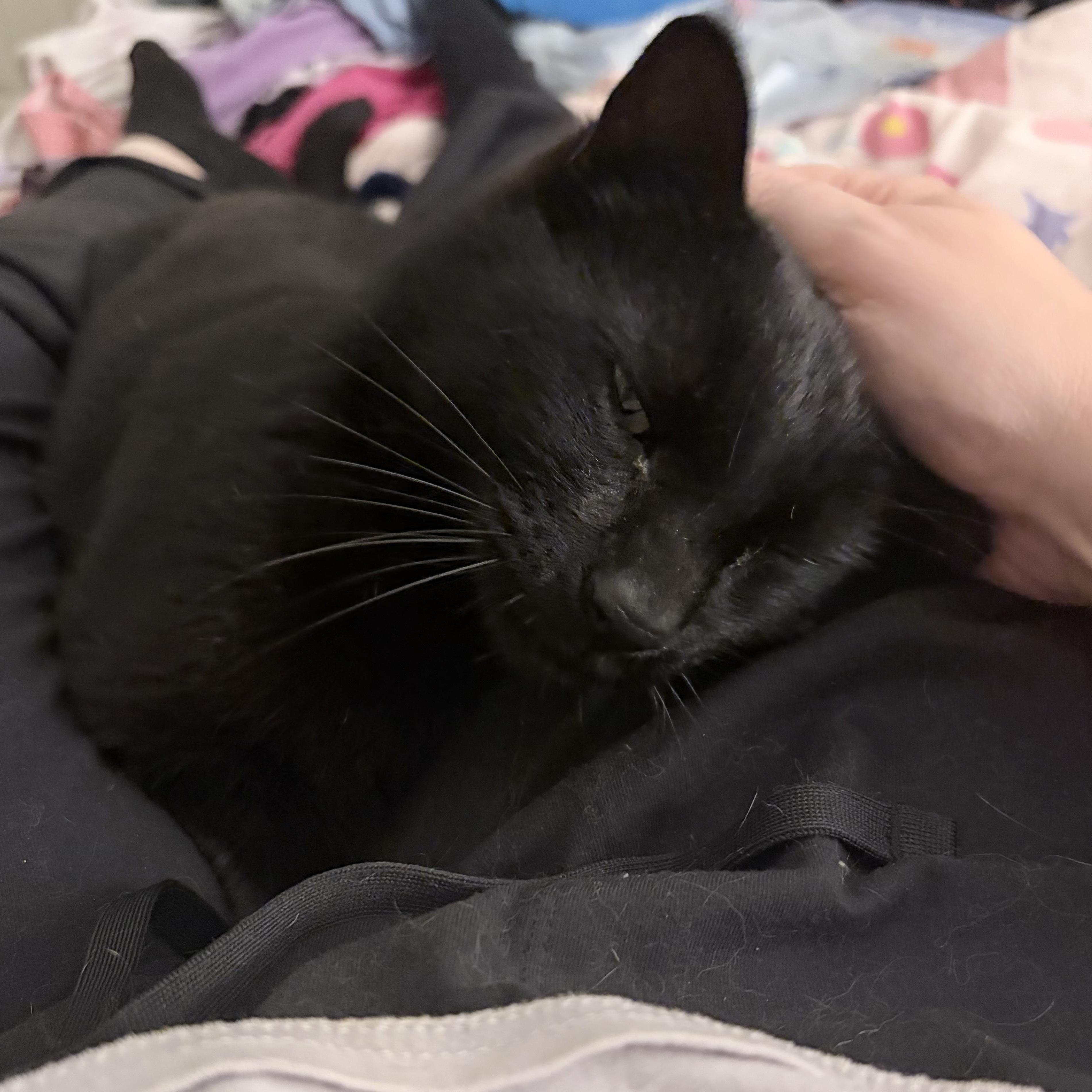 Enlarge Yoshi, a ADOPTABLE Domestic Short Hair in Chandler, AZ image 4/5