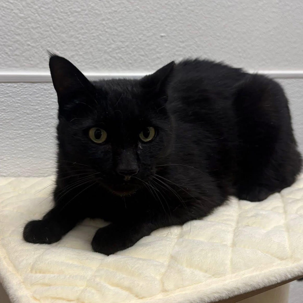 Enlarge Yoshi, a ADOPTABLE Domestic Short Hair in Chandler, AZ image 2/5