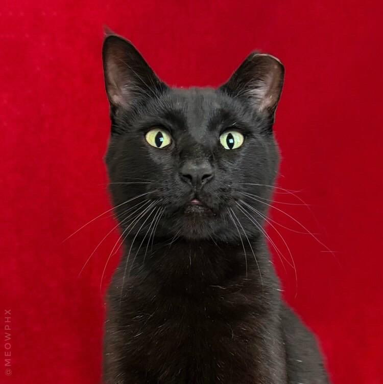 Yoshi, an adoptable Domestic Short Hair in Chandler, AZ image 1/5
