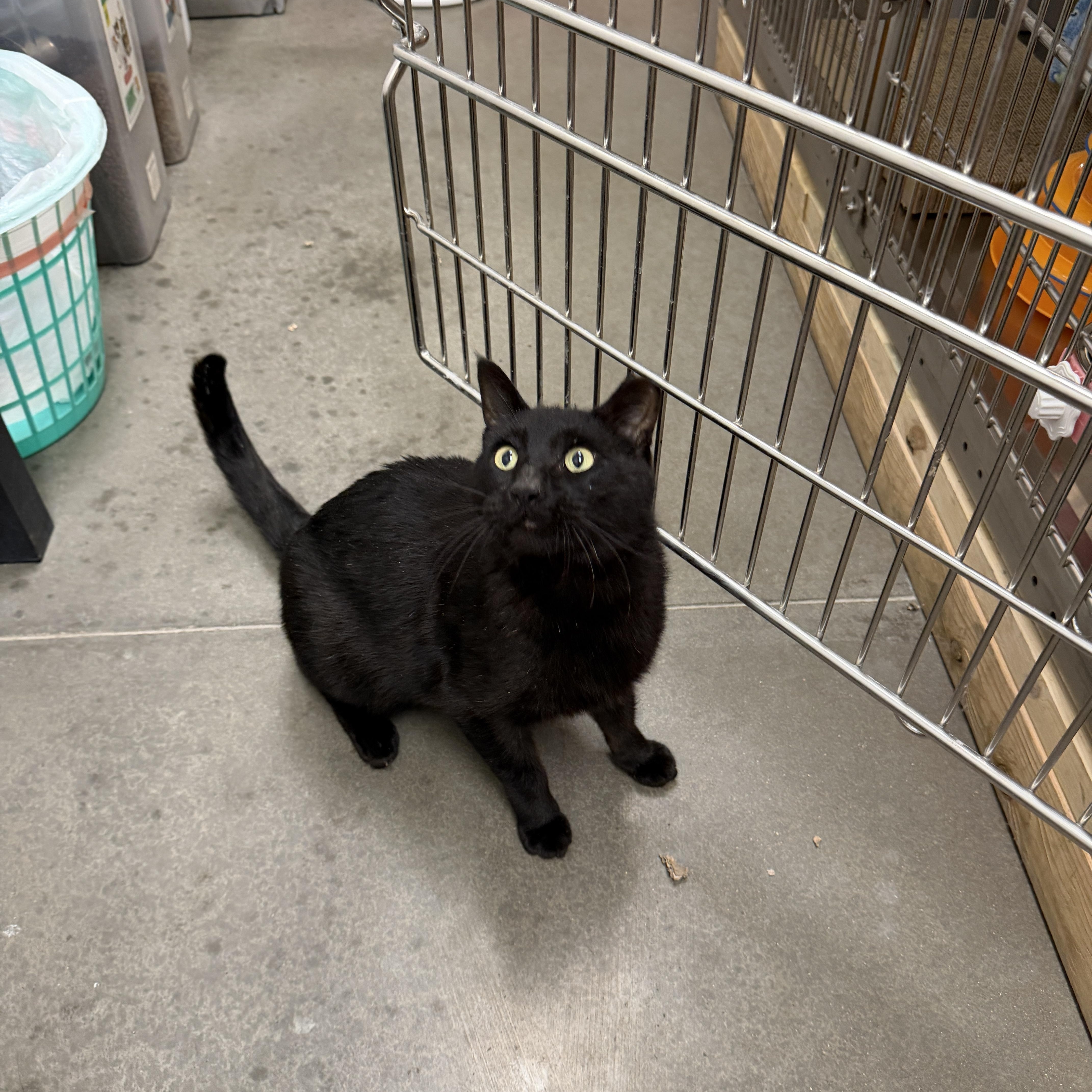 Enlarge Yoshi, a ADOPTABLE Domestic Short Hair in Chandler, AZ image 5/5