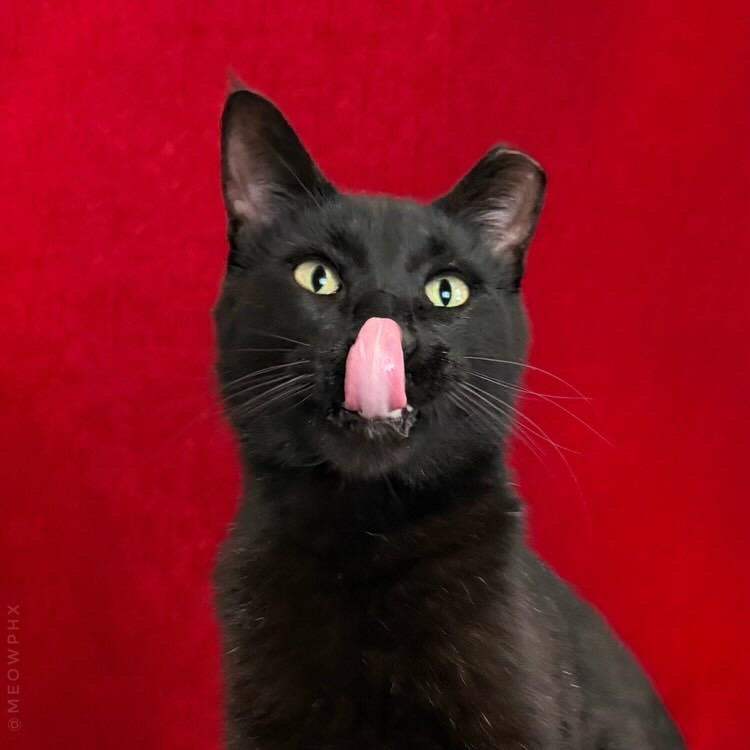 Yoshi, an adoptable Domestic Short Hair in Chandler, AZ image 4/5