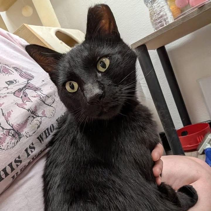 Enlarge Yoshi, a ADOPTABLE Domestic Short Hair in Chandler, AZ image 3/5