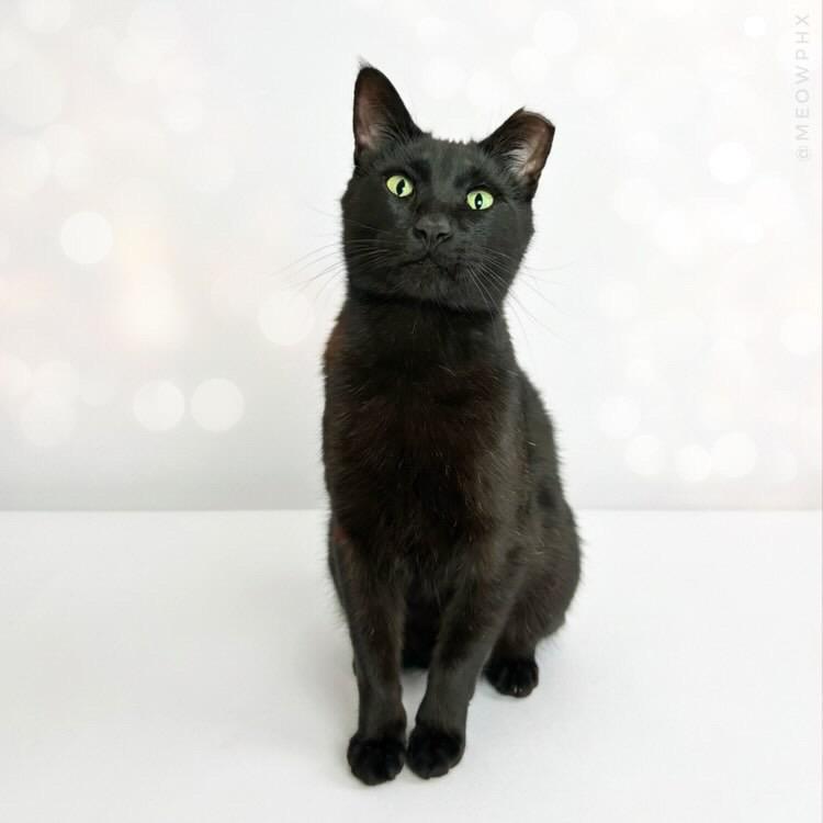 Yoshi, an adoptable Domestic Short Hair in Chandler, AZ image 2/5
