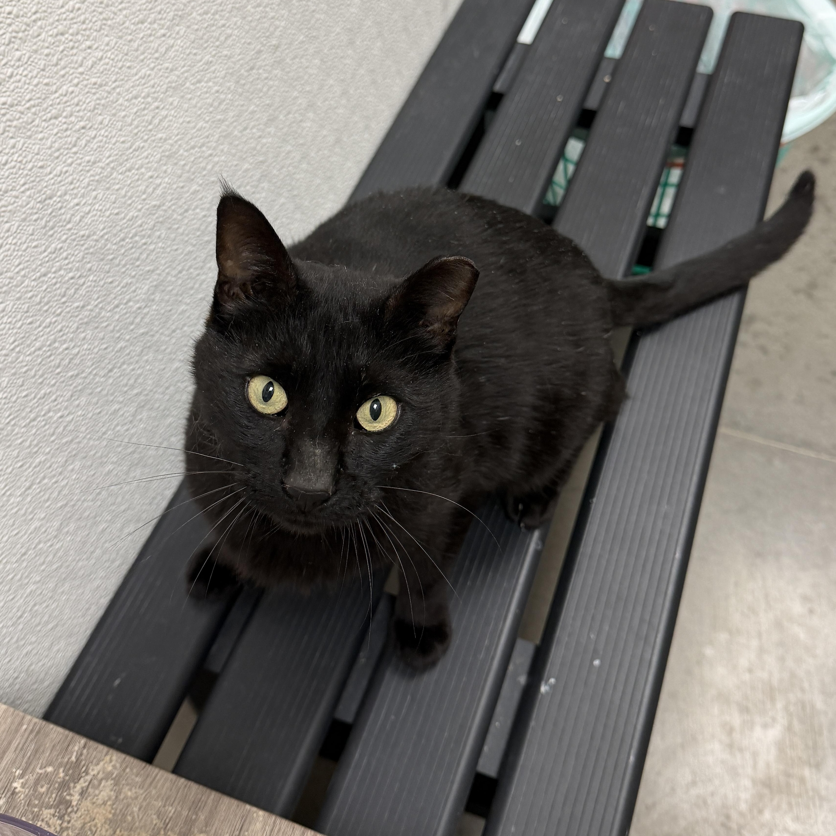 Yoshi, ADOPTABLE, Adult Male Domestic Short Hair.