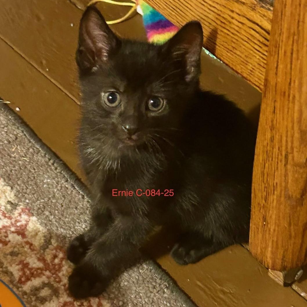 Foster Ernie, Baby Male Domestic Short Hair