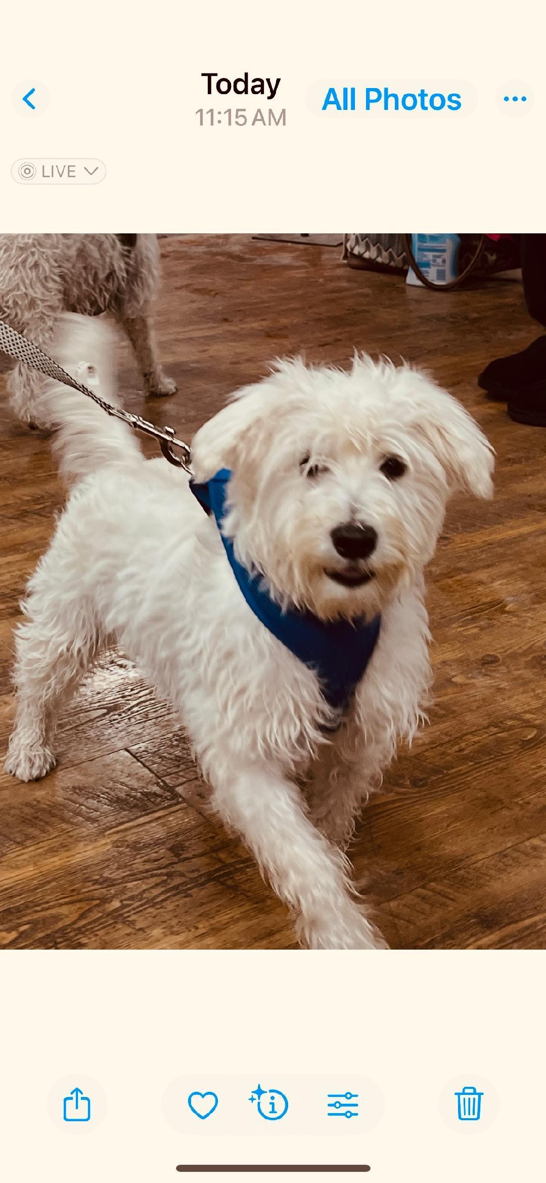 Scrappy-1/4/26, adopted, Puppy Male West Highland White Terrier / Westie.