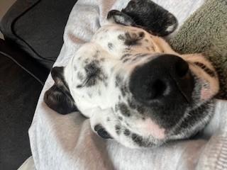 Enlarge Willow-Louisville, KY, a Adoptable mixed breed in Louisville, KY image 5/5