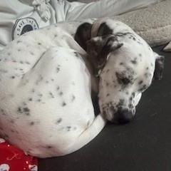 Enlarge Willow-Louisville, KY, a Adoptable mixed breed in Louisville, KY image 3/5