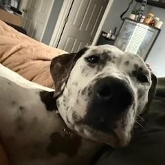 Enlarge Willow-Louisville, KY, a Adoptable mixed breed in Louisville, KY image 2/5