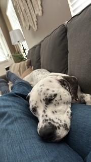 Willow-Louisville, KY, Adoptable, Young Female Dalmatian & Labrador Retriever.