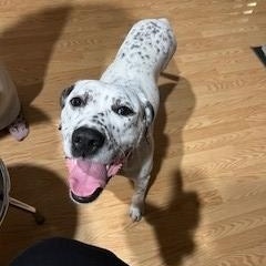 Willow-Louisville, KY, Adoptable, Young Female Dalmatian & Labrador Retriever.