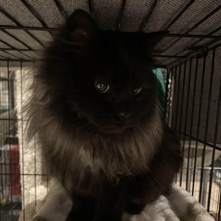 Enlarge Leah, an adopted Domestic Long Hair in Waveland, IN image 1/1