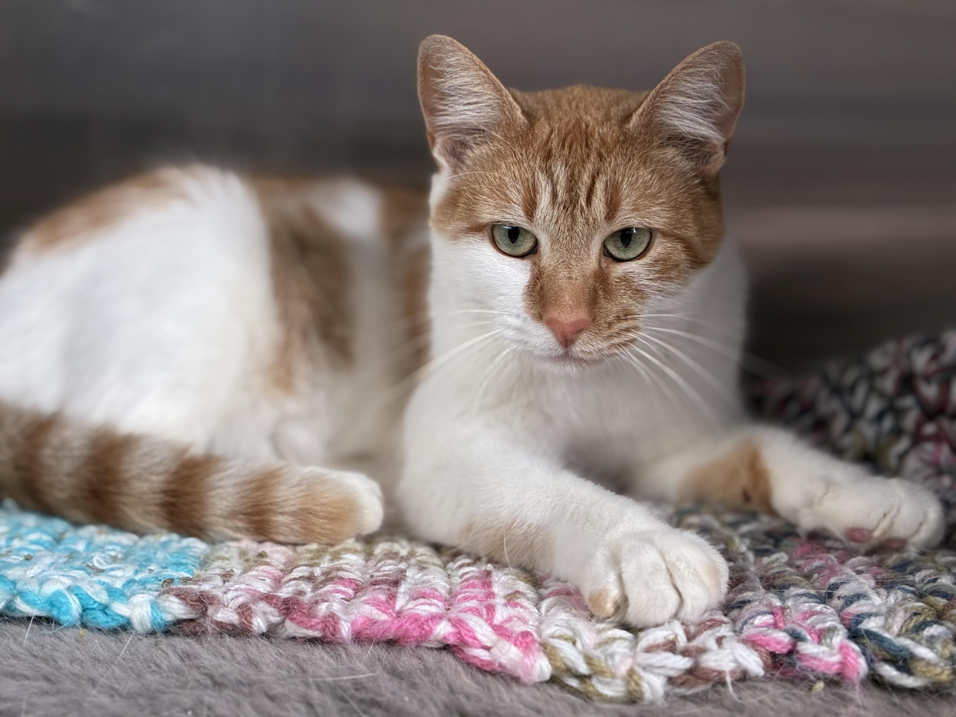 Persia, an adopted Domestic Short Hair in Sandusky, MI image 2/2
