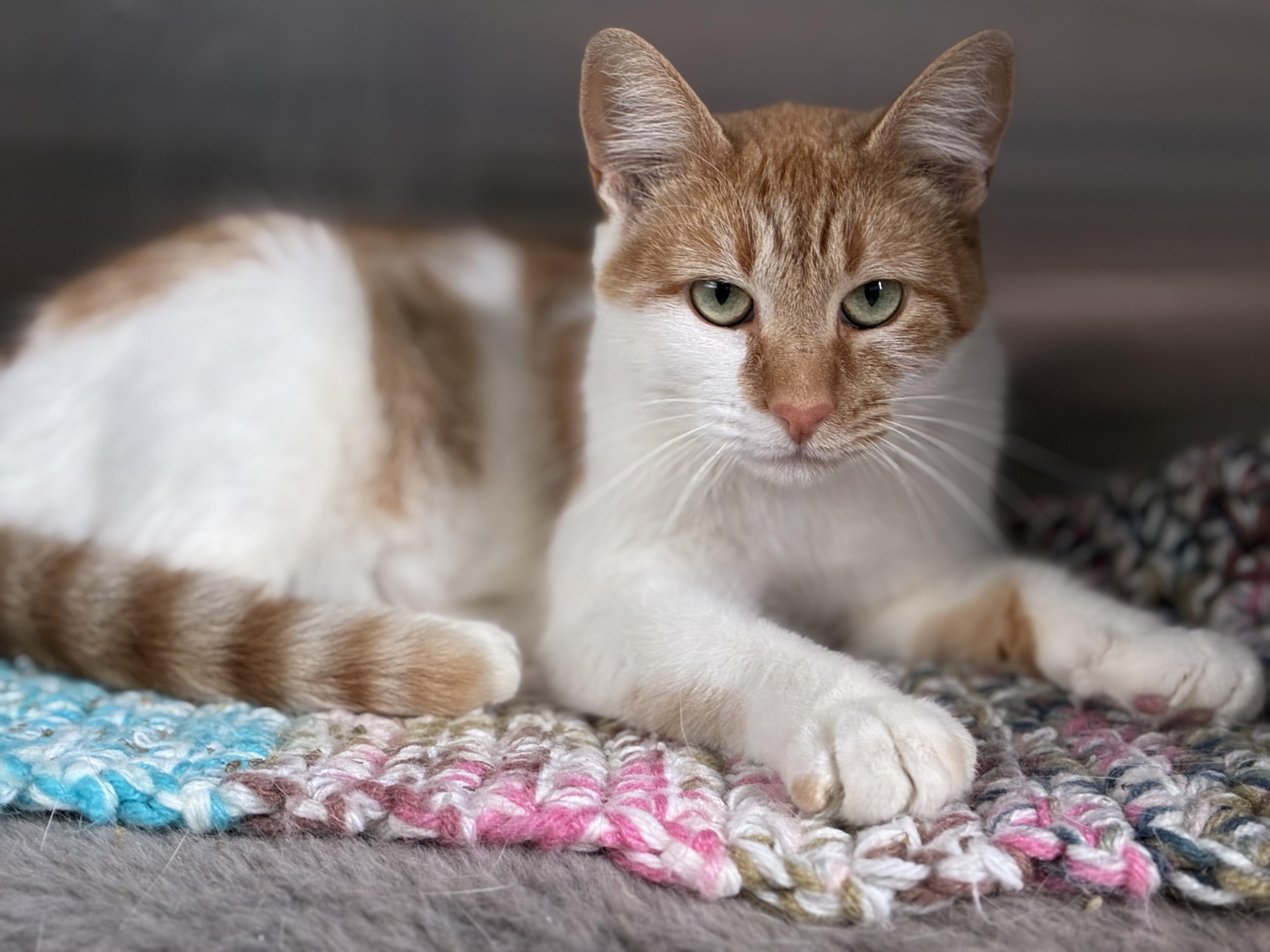 Persia, an adopted Domestic Short Hair in Sandusky, MI image 1/2