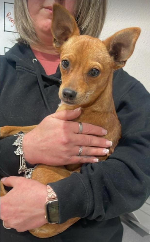 Milo, Adoptable, Young Male Chihuahua.