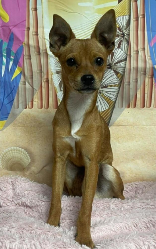 Enlarge Milo, a Adoptable Chihuahua in Sedalia, CO image 2/2