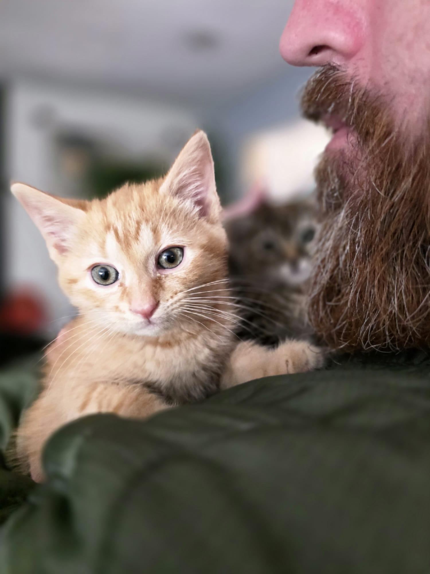 Enlarge Kyo, an adopted American Shorthair in Chattanooga, TN image 6/6